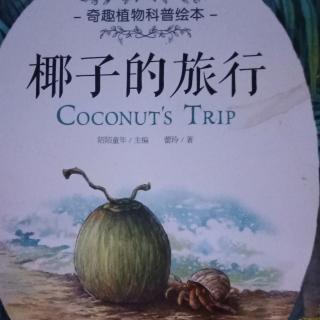 椰子树的旅行🌴