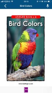 K02 Bird colors