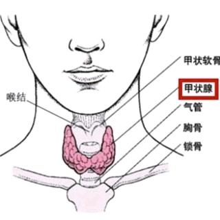 什么是甲状腺结节？