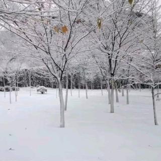 听雪