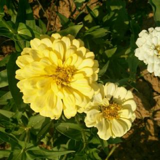 【珍珠鸟】在线收听_美颜美胶的播客_荔枝