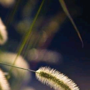 《迟到》节选      林海音