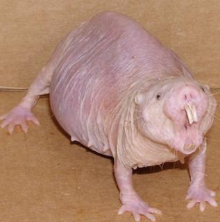 王羲之书六角扇