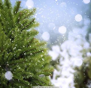 《雪花的快乐》作者：徐志摩 朗诵：张杨