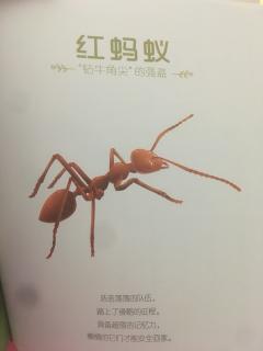 法布尔昆虫记之红蚂蚁