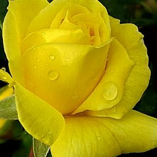 黄玫瑰（翻唱：zyh）