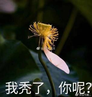 Part.9 化痰止咳平喘药