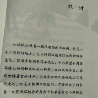 《枞树》张梓淇阅读打卡第29天