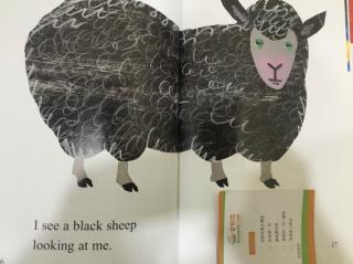 jackie I see a black sheep安妮花阅读馆
