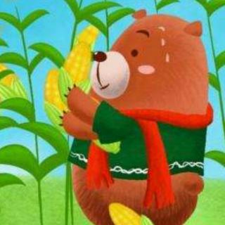 小熊种玉米1