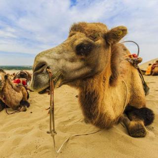 沙漠骆驼（试听版）