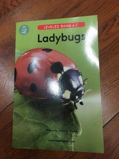 Ladybugs