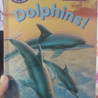 Dolphins !   海豚🐬