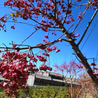 《傻河马和甜苹果》🍎(读后感)赵明远