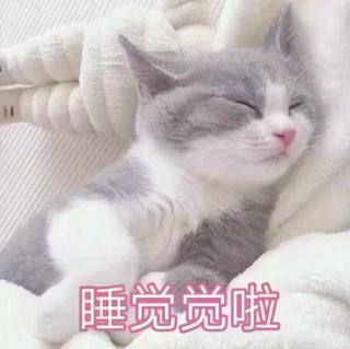 用心说 | 我想当你的猫咪