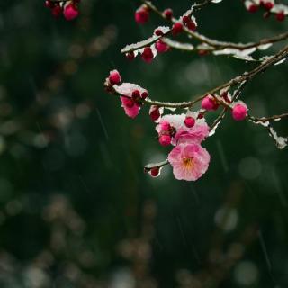 风轻雨柔雪飘