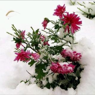 每日一诗《残菊》清 曹雪芹