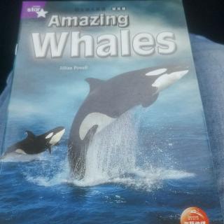 Amazing Whales 1