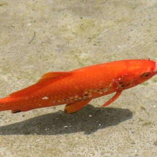 海南红鱼 血红色池塘观赏鱼类 春天的风景