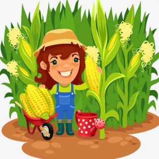 杨红樱-掰玉米比赛