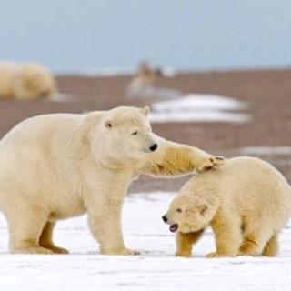 动物世界之北极熊 诵读：文心