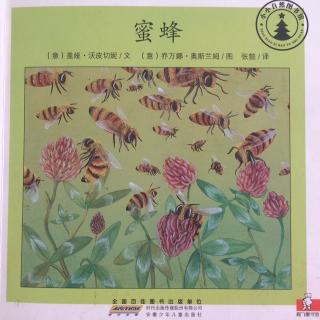 小小自然图书馆-蜜蜂🐝