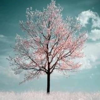 《一棵开花的树》•娇儿朗诵