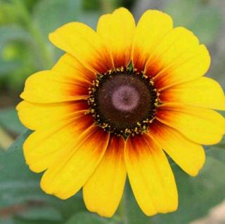 王子月课本第五单元单词发音