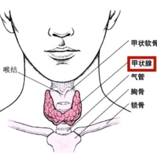 什么是T3抑制试验？