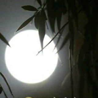 葫芦丝独奏:月光下的凤尾竹