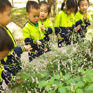 智慧树幼儿园❤️园长妈妈讲故事28小黑鸡找妈妈