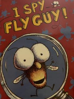 I spy fly guy