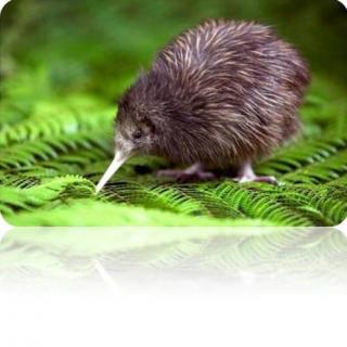 animals1---the kiwi讲读版