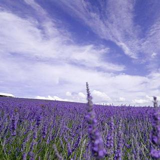 【人在旅途】心藏花田半亩——2018下半年第七期