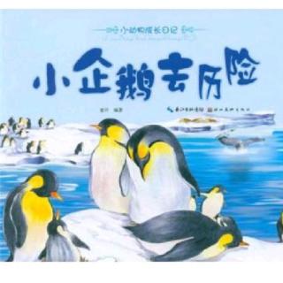 【故事469】虎渡名门幼儿园晚安绘本故事《小企鹅去历险》