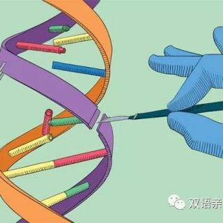 双语朗读：人类基因编辑到底是祸是福？A new way to edit genes