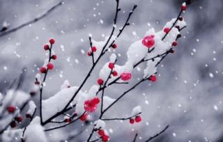 梅花引 荆溪阻雪