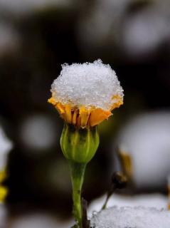 一杯雪 作者：白音格力 诵读：月光