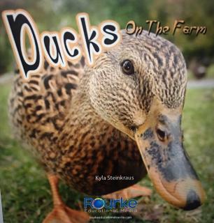 304 Ducks on the farm