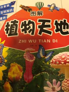 《植物天地》 松树会开花吗？