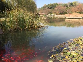 湖面 朗诵配乐