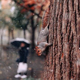 2018.12.3.《春节童谣》《风》《小桥流水人家》.朗读