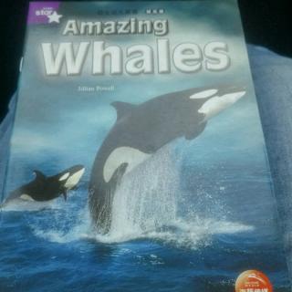 Amazing Whales 复习