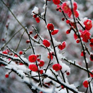 吾道读书会晨读《雪梅》卢梅坡