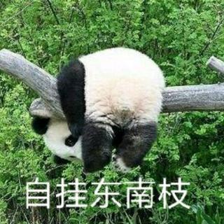 自挂东南枝 熊猫图片