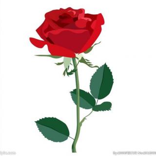 932期绘本--最美的玫瑰花