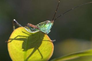 我听到一支绿色的歌🦗