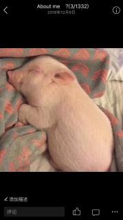 【哄睡】三只小猪