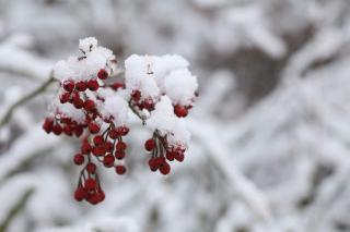 日语朗读-京都二十四节气 大雪