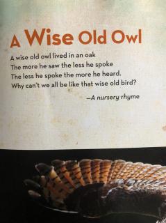 A wise old owl